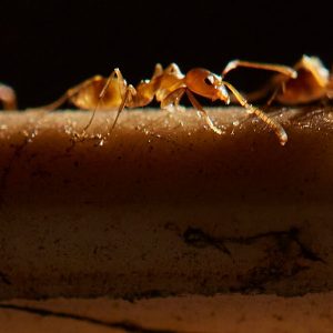 Camponotus herculeanus – Colonie Tânără