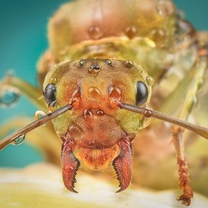Lasius Niger – Regină Fondatoare