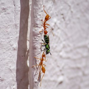 Messor Barbarus – Colonie Activă
