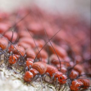 Kit Fornica Natura